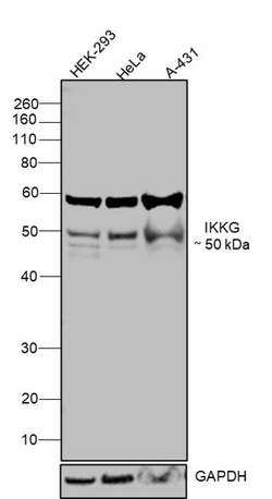 Invitrogen IKK gamma Recombinant Rabbit Monoclonal Antibody (JA11-83) 100