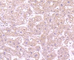 Invitrogen CD163 Recombinant Rabbit Monoclonal Antibody (JA51-30) 100 &mu;L;