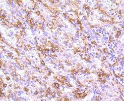 Invitrogen CD163 Recombinant Rabbit Monoclonal Antibody (JA51-30) 100 &mu;L;
