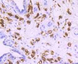 Invitrogen CD163 Recombinant Rabbit Monoclonal Antibody (JA51-30) 100 &mu;L;