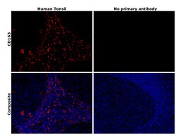 Invitrogen CD163 Recombinant Rabbit Monoclonal Antibody (JA51-30) 100 &mu;L;