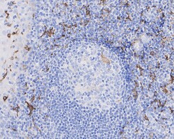 Invitrogen CD163 Recombinant Rabbit Monoclonal Antibody (JA51-30) 100 &mu;L;
