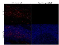 Invitrogen CD163 Recombinant Rabbit Monoclonal Antibody (JA51-30) 100 &mu;L;