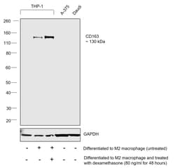 Invitrogen CD163 Recombinant Rabbit Monoclonal Antibody (JA51-30) 100 &mu;L;