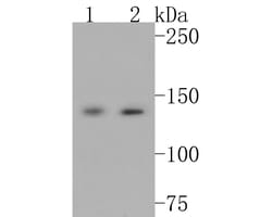Invitrogen Leptin Receptor Recombinant Rabbit Monoclonal Antibody (JA73-01) 100 &mu;L | Buy Online | Invitrogen&trade; | Fisher Scientific