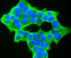 NFATC1 Recombinant Rabbit Monoclonal Antibody (JA81-03), Invitrogen 100