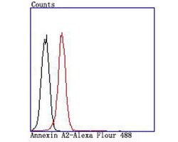 Invitrogen Annexin A2 Recombinant Rabbit Monoclonal Antibody (JA42-30)