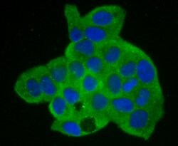 Invitrogen Annexin A2 Recombinant Rabbit Monoclonal Antibody (JA42-30)