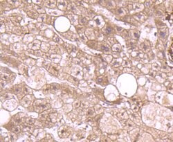 Invitrogen Annexin A2 Recombinant Rabbit Monoclonal Antibody (JA42-30)