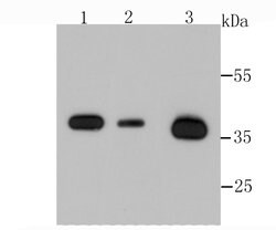 Invitrogen Annexin A2 Recombinant Rabbit Monoclonal Antibody (JA42-30)
