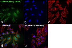 Invitrogen Clathrin Heavy Chain Recombinant Rabbit Monoclonal Antibody (JA53-02) 100 &mu;L | Buy Online | Invitrogen&trade; | Fisher Scientific