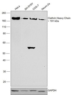 Invitrogen Clathrin Heavy Chain Recombinant Rabbit Monoclonal Antibody (JA53-02) 100 &mu;L | Buy Online | Invitrogen&trade; | Fisher Scientific