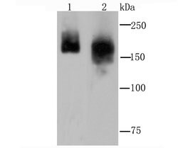 Invitrogen Clathrin Heavy Chain Recombinant Rabbit Monoclonal Antibody (JA53-02) 100 &mu;L | Buy Online | Invitrogen&trade; | Fisher Scientific