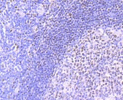 Invitrogen MEF2A Recombinant Rabbit Monoclonal Antibody (JA33-04) 100 &mu;L;