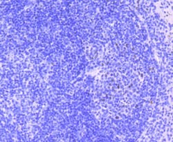 Invitrogen MEF2A Recombinant Rabbit Monoclonal Antibody (JA33-04) 100 &mu;L;