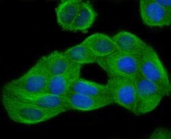 Invitrogen GCN2 Recombinant Rabbit Monoclonal Antibody (JA03-83) 100 &mu;L;