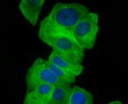 Invitrogen GCN2 Recombinant Rabbit Monoclonal Antibody (JA03-83) 100 &mu;L;