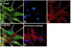 Invitrogen GCN2 Recombinant Rabbit Monoclonal Antibody (JA03-83) 100 &mu;L;