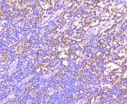 Invitrogen GCN2 Recombinant Rabbit Monoclonal Antibody (JA03-83) 100 &mu;L;
