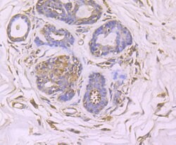 Invitrogen GCN2 Recombinant Rabbit Monoclonal Antibody (JA03-83) 100 &mu;L;