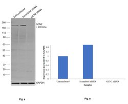 Invitrogen GCN2 Recombinant Rabbit Monoclonal Antibody (JA03-83) 100 &mu;L;
