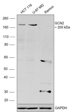Invitrogen GCN2 Recombinant Rabbit Monoclonal Antibody (JA03-83) 100 &mu;L;