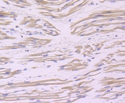 Invitrogen BAG3 Recombinant Rabbit Monoclonal Antibody (JA90-53) 100 &mu;L;