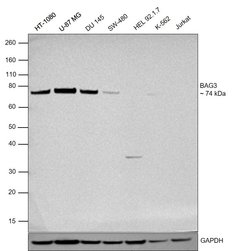 Invitrogen BAG3 Recombinant Rabbit Monoclonal Antibody (JA90-53) 100 &mu;L;