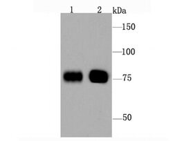 Invitrogen BAG3 Recombinant Rabbit Monoclonal Antibody (JA90-53) 100 &mu;L;