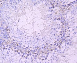Invitrogen DAZL Recombinant Rabbit Monoclonal Antibody (JA10-36) 100 &mu;L;