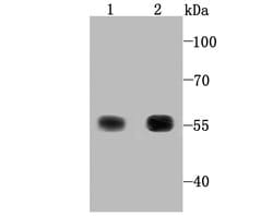 Invitrogen TrxR1 Recombinant Rabbit Monoclonal Antibody (JA11-32) 100 &mu;L;