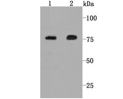 Invitrogen Calpain 2 Recombinant Rabbit Monoclonal Antibody (JA43-41) 100