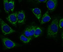 Invitrogen&trade;&nbsp;PRDX3 Recombinant Rabbit Monoclonal Antibody (JA53-21)
