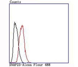 Invitrogen SNAP23 Recombinant Rabbit Monoclonal Antibody (JA73-15) 100