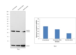 Invitrogen SNAP23 Recombinant Rabbit Monoclonal Antibody (JA73-15) 100