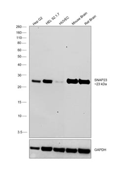 Invitrogen SNAP23 Recombinant Rabbit Monoclonal Antibody (JA73-15) 100