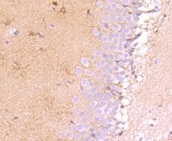 Invitrogen MUC4 Recombinant Rabbit Monoclonal Antibody (JM19-36) 100 &mu;L;