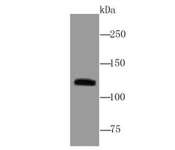 Invitrogen MUC4 Recombinant Rabbit Monoclonal Antibody (JM19-36) 100 &mu;L;