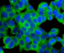 Invitrogen Dynamin 2 Recombinant Rabbit Monoclonal Antibody (JM61-38) 100
