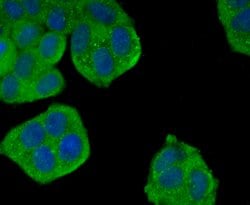 Invitrogen Dynamin 2 Recombinant Rabbit Monoclonal Antibody (JM61-38) 100