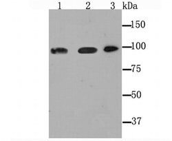 Invitrogen Dynamin 2 Recombinant Rabbit Monoclonal Antibody (JM61-38) 100