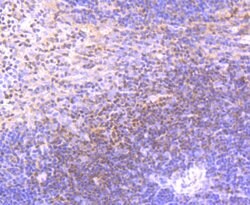 Invitrogen ETS1 Recombinant Rabbit Monoclonal Antibody (JM92-32) 100 &mu;L;