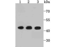 Invitrogen ETS1 Recombinant Rabbit Monoclonal Antibody (JM92-32) 100 &mu;L;