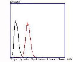 Invitrogen Thymidylate Synthase Recombinant Rabbit Monoclonal Antibody (JM33-20) 100 &mu;L | Buy Online | Invitrogen&trade; | Fisher Scientific