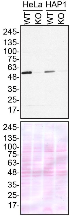 Invitrogen TUBA4A Recombinant Rabbit Monoclonal Antibody (JM73-24) 100