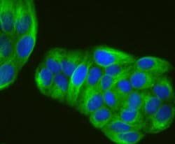 Invitrogen TUBA4A Recombinant Rabbit Monoclonal Antibody (JM73-24) 100