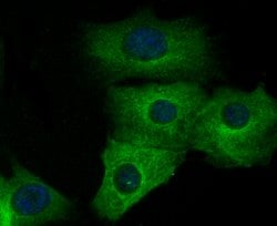 Invitrogen TUBA4A Recombinant Rabbit Monoclonal Antibody (JM73-24) 100