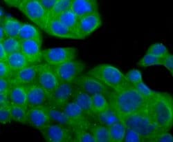 Invitrogen TUBA4A Recombinant Rabbit Monoclonal Antibody (JM73-24) 100