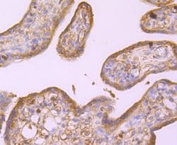 Invitrogen TUBA4A Recombinant Rabbit Monoclonal Antibody (JM73-24) 100