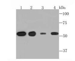 Invitrogen TUBA4A Recombinant Rabbit Monoclonal Antibody (JM73-24) 100
